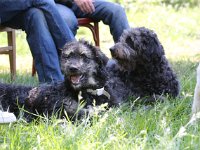 Puppys van Bliss040622-0173